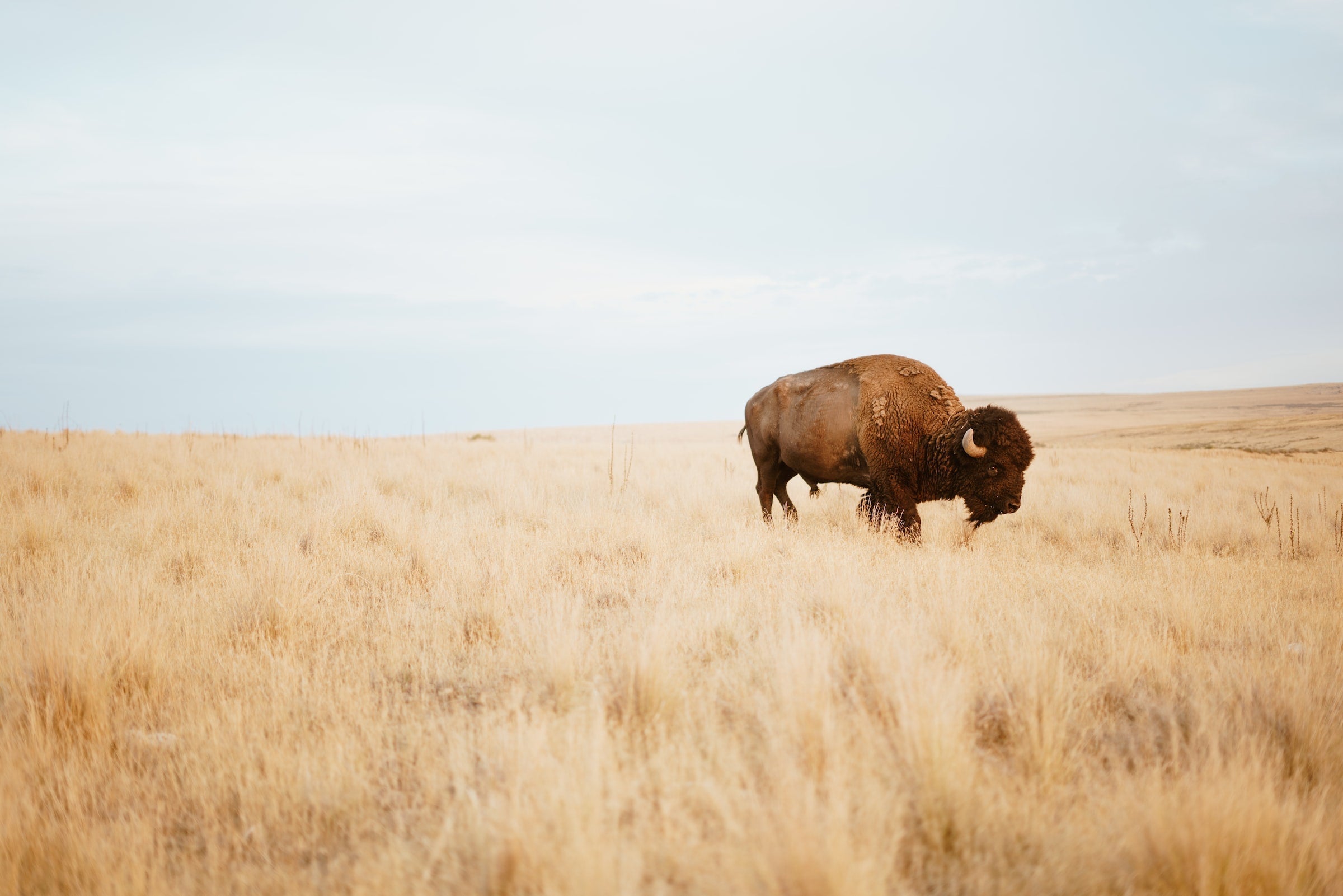 Bison grazing in a field