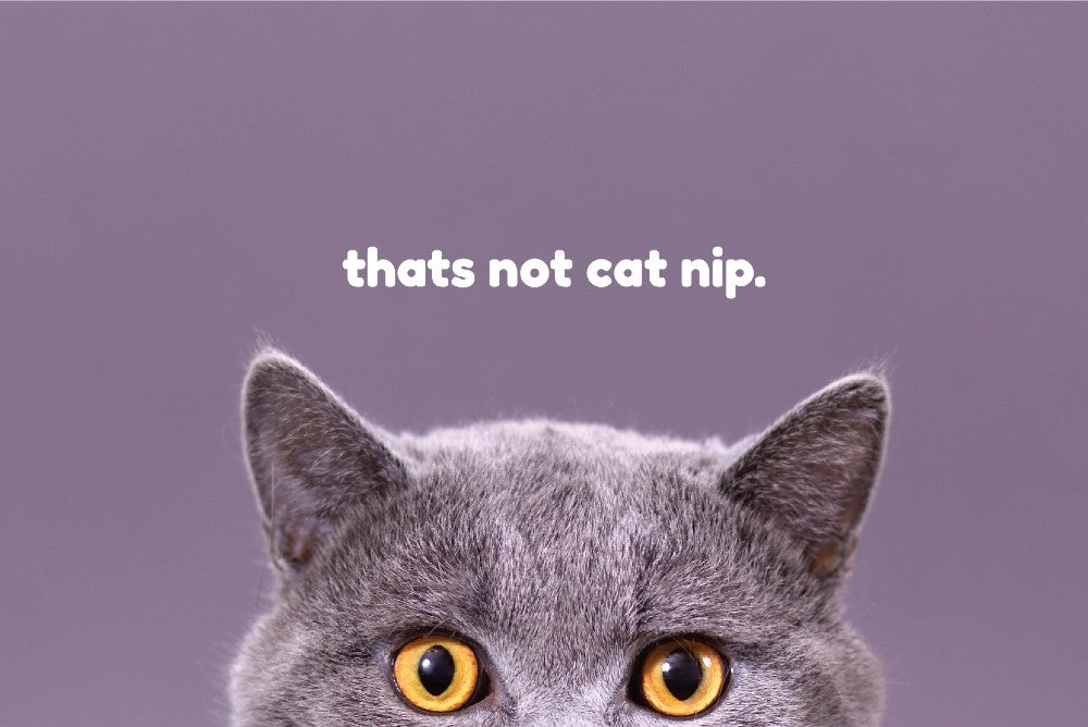 Text reading 'that's not cat nip' above a cat's head